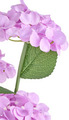 Solcelleblomst Hortensia - Garden®